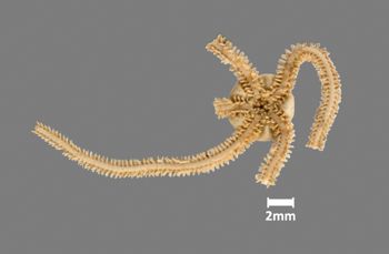 Media type: image;   Invertebrate Zoology OPH-4941 Aspect: ventral